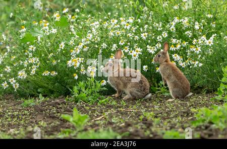 Rabbits. Oryctolagus cuniculus. Two wild, native young rabbits on the edge of farmland with  a background of white Oxeye Daisies and facing left.  Sum Stock Photo