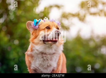 portrait cute corgi dog in a spring sunny garden in a wreath of lilac flowers with a bright blue butterfly