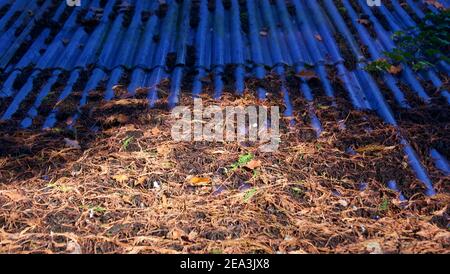 Autumn scene showing old vegetation lying on corrugated roof with copyspace Stock Photo
