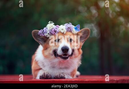portrait cute corgi dog lies in the spring garden in a wreath of lilac flowers with a bright butterfly