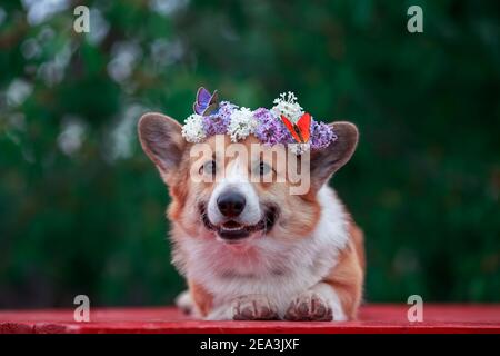 portrait cute the corgi dog lies in the spring garden in a wreath of lilac flowers with bright butterflies