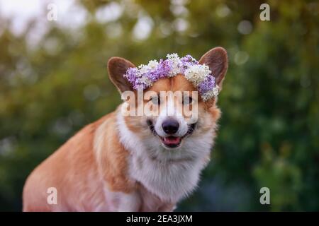 portrait cute a corgi dog walks in a sunny spring garden in a wreath of bright lilac flowers