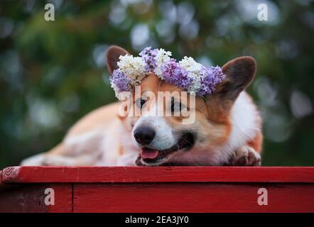 portrait cute a corgi dog in a spring sunny garden lies in a wreath of bright lilac flowers