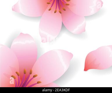 Cherry flowers in gradient style and petal to decorate your designs, isolated over white background. Stock Vector