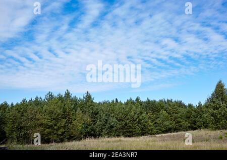Dense forest against the sky and meadows. Beautiful landscape of a row of trees and blue sky background Stock Photo