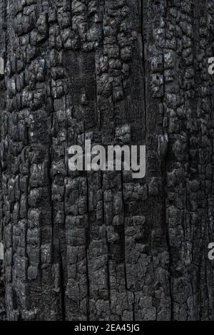 Burned wood texture close up. Stock Photo