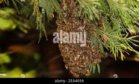 Close up detail of a wild mass swarm of western honey bees in a suburban back yard settling on a branch of a tree. Swarming bee hive in a bush Stock Photo