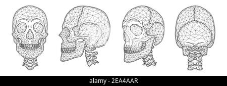 Polygonal vector illustration of a human skull front, side, and back view. A set of anatomical models of skulls with the upper part of the neck. Stock Vector