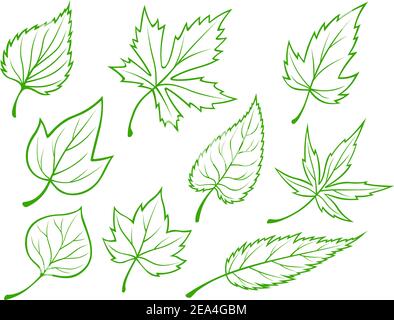Set of green leaves silhouettes isolated on white background Stock Vector