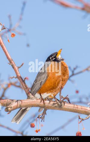 Vadnais Heights, Minnesota. American Robin, Turdus migratorius perched in a crabapple tree in the spring. Stock Photo