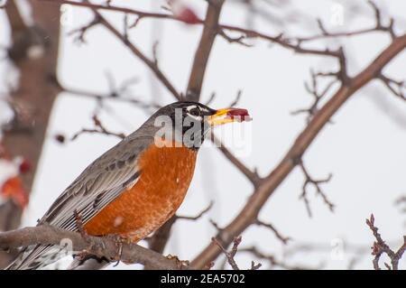 Vadnais Heights, Minnesota. Closeup of an American Robin, Turdus migratorius eating berries from a crabapple tree in the spring. Stock Photo