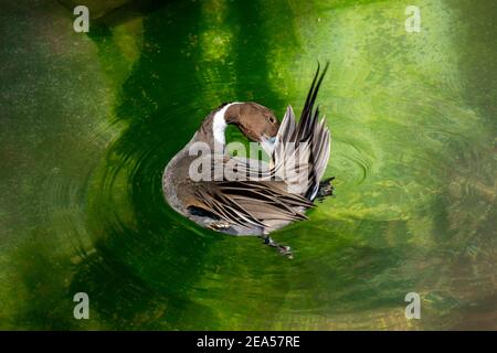 Apple Valley, Minnesota.  Male Northern Pintail, Anas acuta preening. Stock Photo