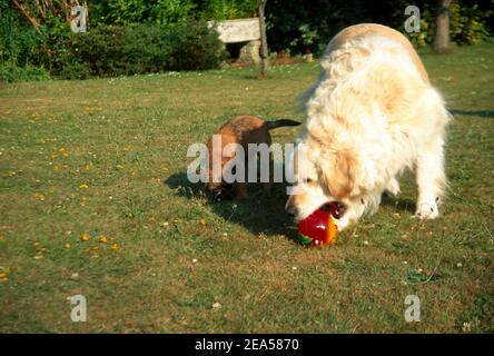 Golden Retriever And Border Terrier Playing With A Ball In The Garden Stock Photo