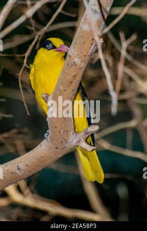 Apple Valley, Minnesota.  Black-naped Oriole, Oriolus chinensis perched in a tree. Stock Photo