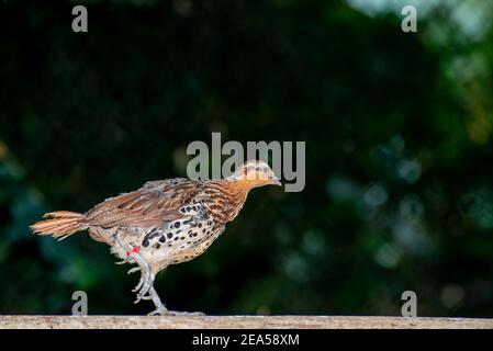 Apple Valley, Minnesota.  A banded Mountain Bamboo-partridge, Bambusicola fytchii walking on a fence railing. Stock Photo