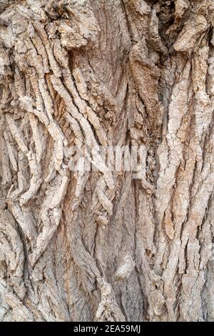 Eastern Cottonwood tree bark (Populus deltoides), E USA, by Dominique Braud/Dembinsky Photo Assoc Stock Photo