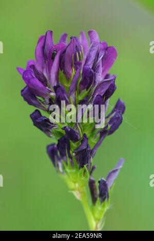 Close up of the purple flower of Alfalfa, lucerne , Medicago sativa Stock Photo