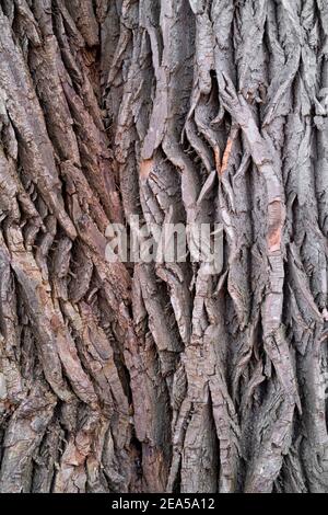 Eastern Cottonwood tree bark (Populus deltoides), E USA, by Dominique Braud/Dembinsky Photo Assoc Stock Photo