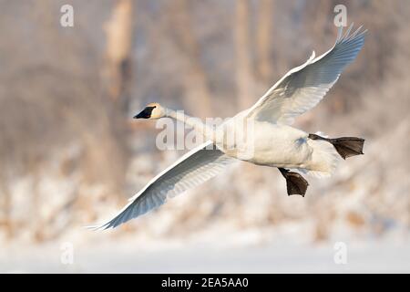 Trumpeter swan landing on pond, Winter, Wisconsin, USA, by Dominique Braud/Dembinsky Photo Assoc