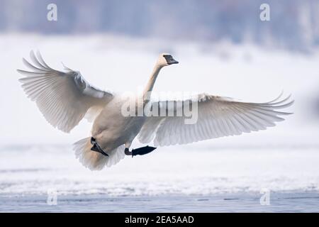 Trumpeter swan landing on pond, Winter, Wisconsin, USA, by Dominique Braud/Dembinsky Photo Assoc