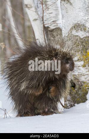 Porcupine (Erethizon dorsatum), White Birch forest (Betula papyrifera), E. North America, by Dominique Braud/Dembinsky Photo Assoc Stock Photo