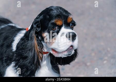 Portrait of a young black and white purebred American Cocker Spaniel with beige tan Stock Photo