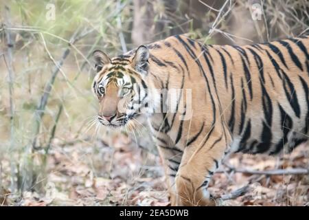 Bengal tiger (Panthera tigris tigris) is found on the Indian ...