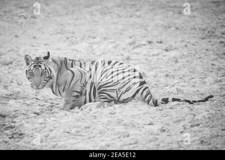 Bengal tiger (Panthera tigris tigris) is found on the Indian subcontinent Stock Photo