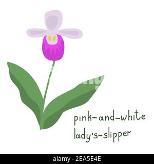 Forest orchid vector flower flower isolated illustration Stock Vector