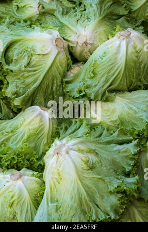 Salad leaf. Lettuce background. vegetables background Stock Photo - Alamy