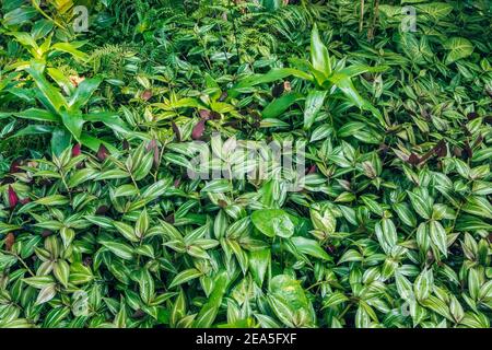 Green tropical garden plants close-up background. Stock Photo