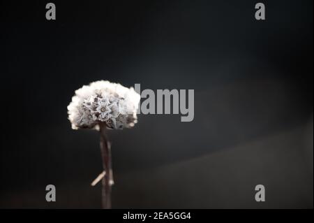 One single flower on black background Stock Photo