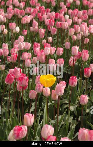 Single yellow tulip among the field of bicolor pink and white tulips. Stock Photo