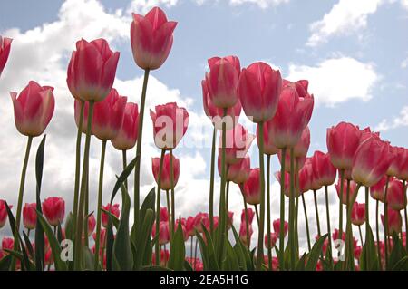 Field of pastel pink tulips, taken from low angle. Cloudy sky in the background.