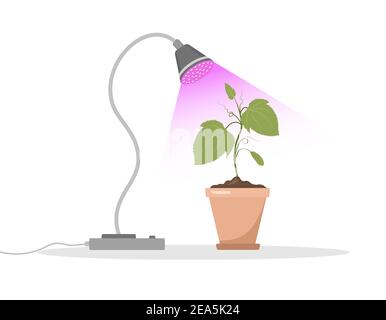 Spring seedlings in pots under phyto lamp. Growing gardening plants with purple light. Vegetarian and ecological products. Vector illustration in flat Stock Vector