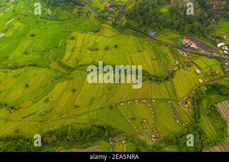 Top down overhead aerial view of lush green paddy rice field plantations with small rural farms in Bali, Indonesia Terraced rice fields on a hill