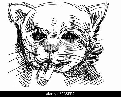 Art ,Drawing ,Fine art ,Sketch ,Cute   chihuahua Dog , Thailand Stock Photo