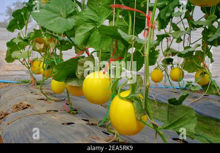 A bunch of ripe yellow melons hanging from their vines in a greenhouse, ready to be harvested. Stock Photo