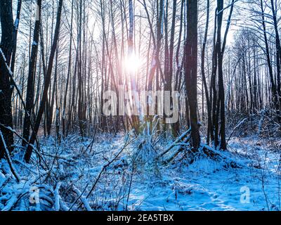 Winter sun shining through tree branches. Winter natural landscape. White snow. Sunlight. Blue sky. Frosty forest. Weather. Weather forecast. Covered Stock Photo