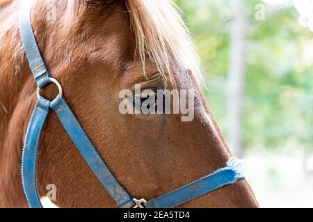 Side view half facial photo of a brown horse right eye, blue bridle. Stock Photo