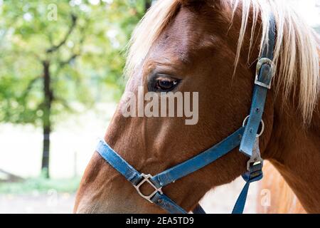 Side view half facial photo of a brown horse right eye, blue bridle. Stock Photo