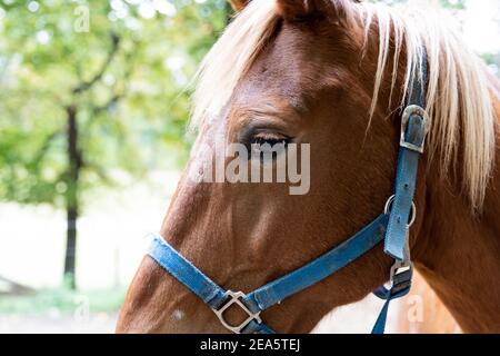 Side view half facial photo of a brown horse right eye, blue bridle. Stock Photo