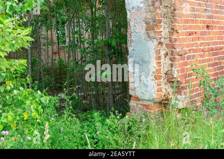 A ruined old abandoned house without a roof, trees grow from the inside. solitude, merging with nature. nature takes it all back again Stock Photo