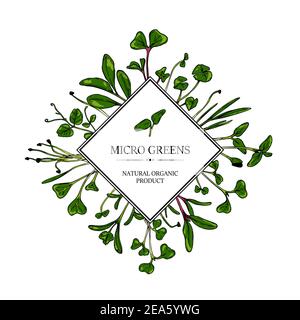 Hand drawn micro greens botany frame. Healthy vegetarian and vegan food design for company logo, print, packages. Vector illustration Stock Vector