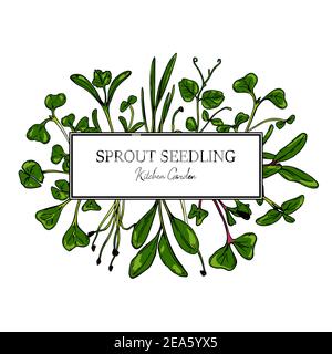 Hand drawn micro greens botany frame. Healthy vegetarian and vegan food design for company logo, print, packages. Vector illustration Stock Vector