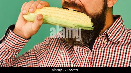 Man with beard holds corn cobs isolated on green background, close up. Farmer bites yellow corn in mouth. Guy shows his harvest. Agriculture and fall crops concept Stock Photo