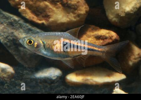 Lambchop Rasbora, Espe's Rasbora, Trigonostigma espei Stock Photo - Alamy
