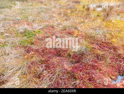 abstract colorful background of bog moss, lichen and grass, beautiful texture, suitable for wallpaper Stock Photo