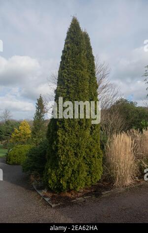 Winter Foliage of an Evergreen White Cedar Tree (Thuja occidentalis 'Smaragd') with a Cloudy Sky Background Growing in a Garden in Rural Devon Stock Photo