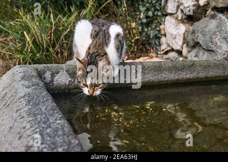 stray cat drinks from a stone bowl in an old park Stock Photo